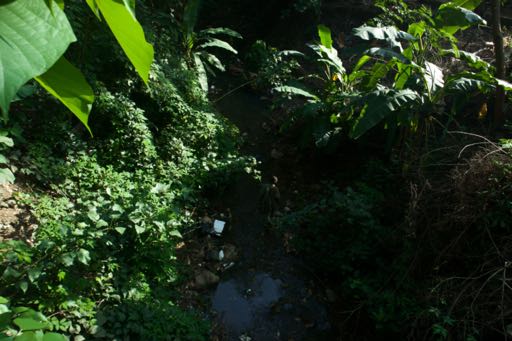 A stream running through dense foliage with debris caught in the water — from Martins Keyen's photo essay Sometimes I Wonder/Wander.